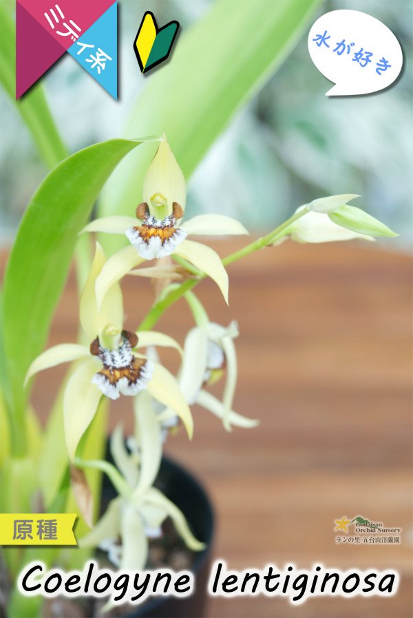 画像3: 【平地でも良く育つ、水が好きな初心者向けラン】Coelogyne lentiginosa（原種）セロジネ　レンティギノーサ (3)