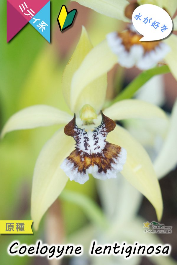 画像2: 【平地でも良く育つ、水が好きな初心者向けラン】Coelogyne lentiginosa（原種）セロジネ　レンティギノーサ (2)