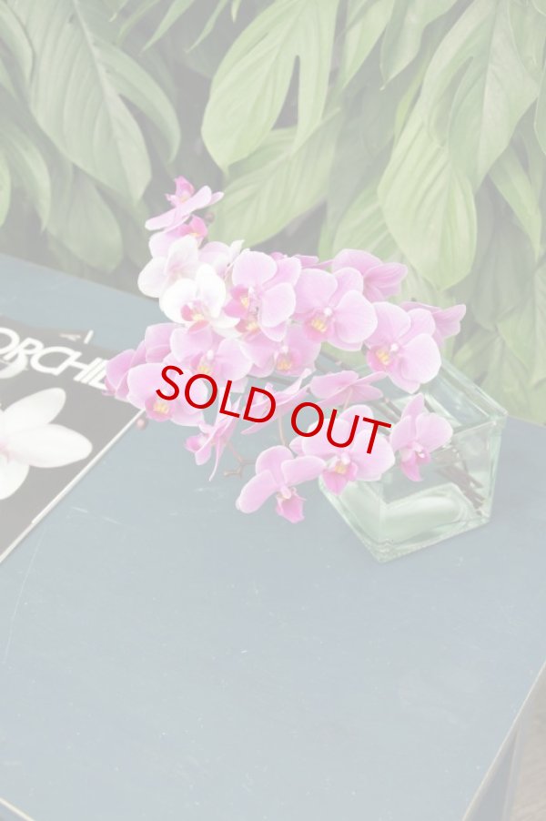 画像2: ミディ胡蝶蘭ミックス切花セット６本入り（約４０リン）今ならもう１本サービス中、延命剤もお付けします。 (2)