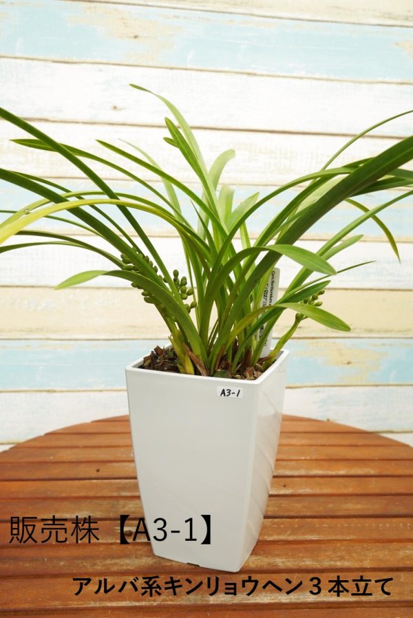 画像7: 【ミツバチを呼ぶ蘭】金稜辺・白花４号鉢（キンリョウヘン・アルバ）=Cym.floribundum alba（原種）シンビジューム フロリバンダム アルバ (7)