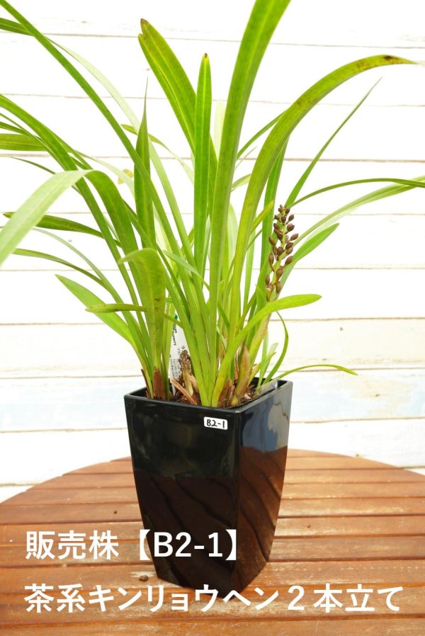 画像6: 【ミツバチを呼ぶ蘭】金稜辺（キンリョウヘン）４号鉢=Cym.floribundum（原種）シンビジューム フロリバンダム (6)