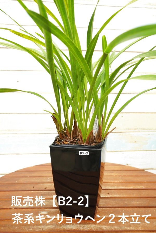 画像5: 【ミツバチを呼ぶ蘭】金稜辺（キンリョウヘン）４号鉢=Cym.floribundum（原種）シンビジューム フロリバンダム (5)