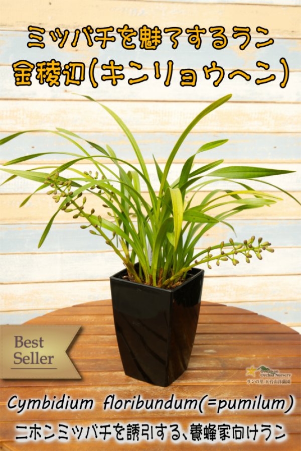 画像4: 【ミツバチを呼ぶ蘭】金稜辺（キンリョウヘン）４号鉢=Cym.floribundum（原種）シンビジューム フロリバンダム (4)
