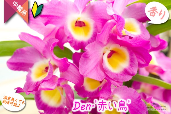 画像3: 【名前と違ってもいいじゃない♫ピンク＆レモンカラーのデンドロ】Den. ‘Akaitori’（交配種）デンドロビウム　‘赤い鳥’ (3)