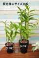 【３.５号】次回開花予定株・開花サイズ（花は付いておりません。ご注意下さい。）