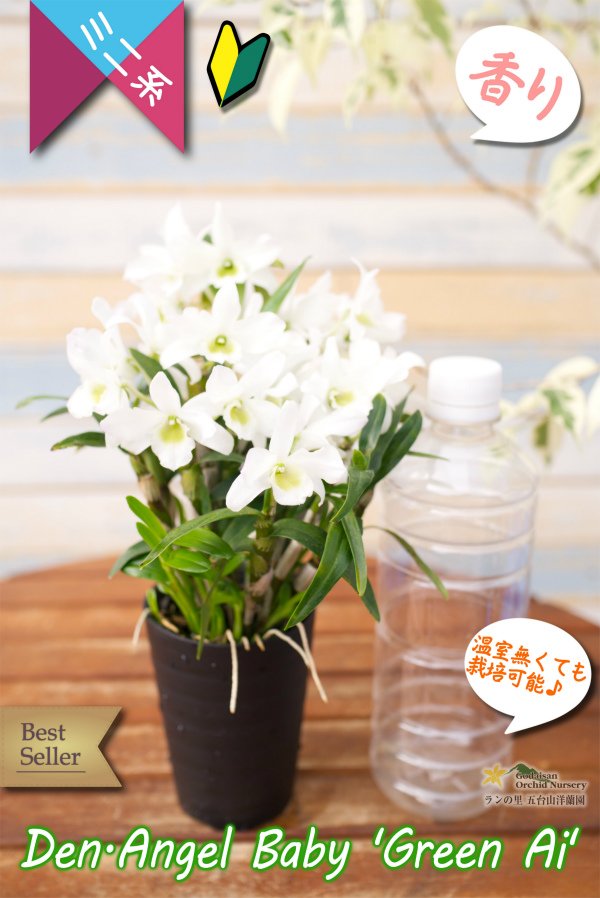 画像5: 【セッコクから進化したミニ系デンドロ】Den.Angel Baby 'Green Ai'（交配種）デンドロビウム　エンジェルベイビー‘グリーン愛’ (5)