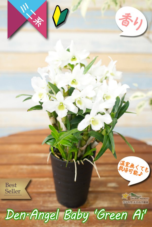 画像2: 【セッコクから進化したミニ系デンドロ】Den.Angel Baby 'Green Ai'（交配種）デンドロビウム　エンジェルベイビー‘グリーン愛’ (2)