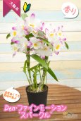 画像2: 【大きい花が魅力♫春色カラーの覆輪系デンドロ】Den. Fine Motion‘Sparkle’（交配種）デンドロビウム　ファインモーション‘スパークル’ (2)