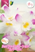 画像1: 【大きい花が魅力♫春色カラーの覆輪系デンドロ】Den. Fine Motion‘Sparkle’（交配種）デンドロビウム　ファインモーション‘スパークル’ (1)
