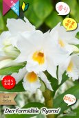 画像2: 【初夏の洋蘭ギフト】デンドロビウム　フォーミディブル‘竜馬’　３本立て (2)