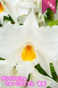 画像4: 【初夏の洋蘭ギフト】デンドロビウム　フォーミディブル‘竜馬’　３本立て (4)