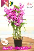 画像3: 【ラズベリー色にときめく♫華やかさ満点のデンドロ】Den. Gorgeous  Color（交配種）デンドロビウム　ゴージャスカラー (3)