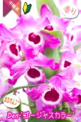 画像2: 【ラズベリー色にときめく♫華やかさ満点のデンドロ】Den. Gorgeous  Color（交配種）デンドロビウム　ゴージャスカラー (2)
