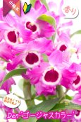 画像1: 【ラズベリー色にときめく♫華やかさ満点のデンドロ】Den. Gorgeous  Color（交配種）デンドロビウム　ゴージャスカラー (1)
