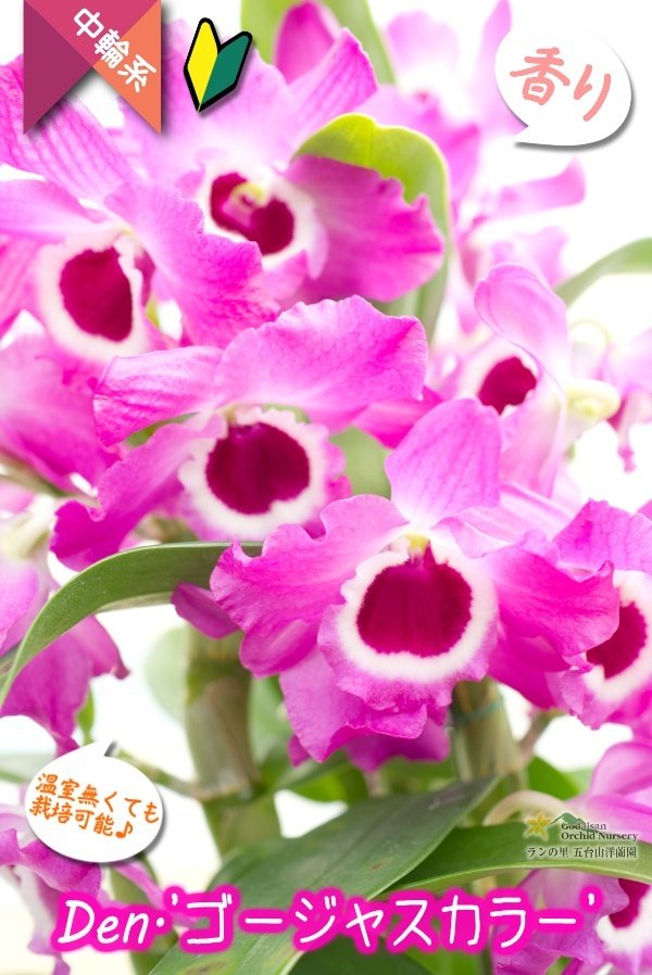 画像1: 【ラズベリー色にときめく♫華やかさ満点のデンドロ】Den. Gorgeous  Color（交配種）デンドロビウム　ゴージャスカラー (1)