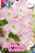画像1: 【小振りな淡ピンク花のデンドロ】Den. Hamana Lake 'Pink Cat' （交配種）デンドロビウム　ハマナレイク ‘ピンクキャット’ (1)
