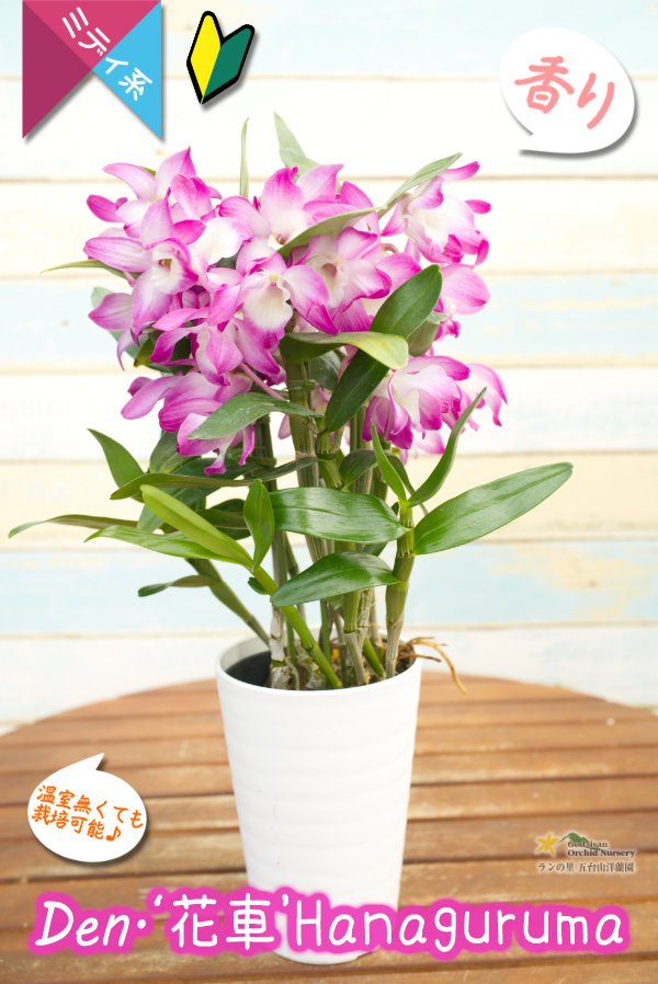 画像1: 【ゴージャスな雰囲気が漂う覆輪系デンドロ】Den. 'Hanaguruma'（交配種）デンドロビウム　花車 (1)