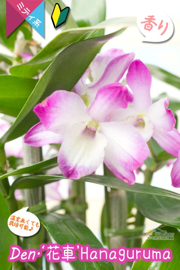 画像3: 【ゴージャスな雰囲気が漂う覆輪系デンドロ】Den. 'Hanaguruma'（交配種）デンドロビウム　花車 (3)