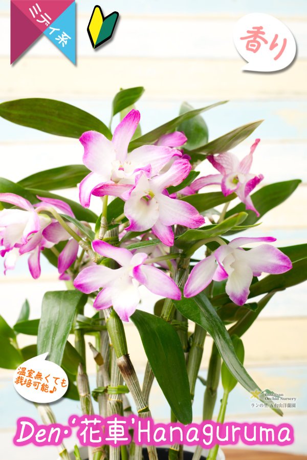 画像2: 【ゴージャスな雰囲気が漂う覆輪系デンドロ】Den. 'Hanaguruma'（交配種）デンドロビウム　花車 (2)