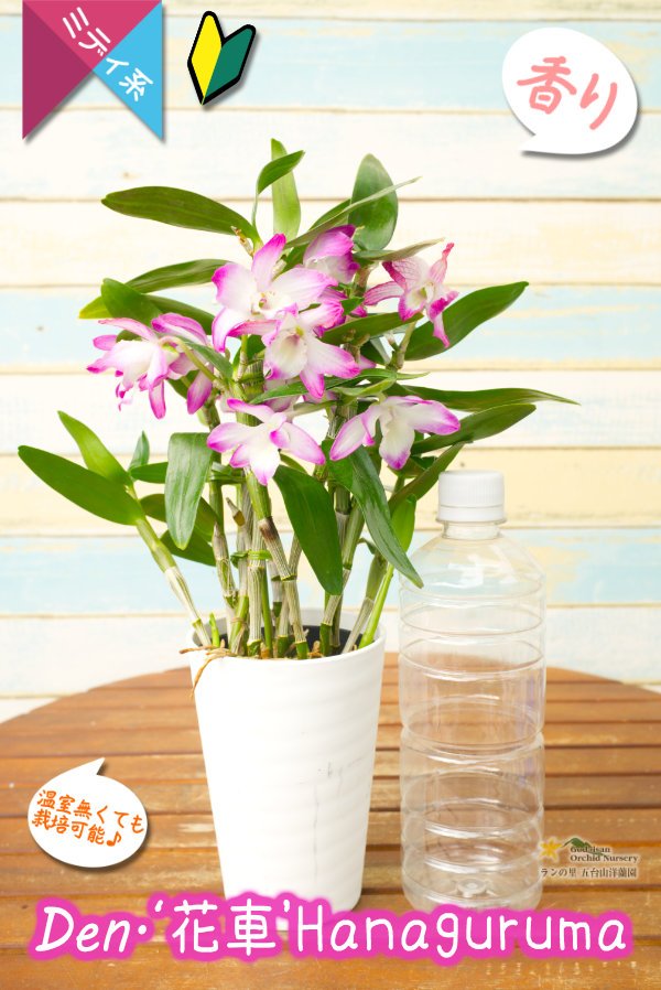 画像4: 【ゴージャスな雰囲気が漂う覆輪系デンドロ】Den. 'Hanaguruma'（交配種）デンドロビウム　花車 (4)