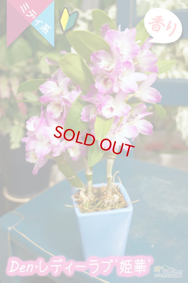 画像2: 【中〜小輪タイプの可愛いピンクのデンドロ】Den.Lady Love 'Himeka'（交配種）デンドロビウム　レディラブ '姫華'　 (2)
