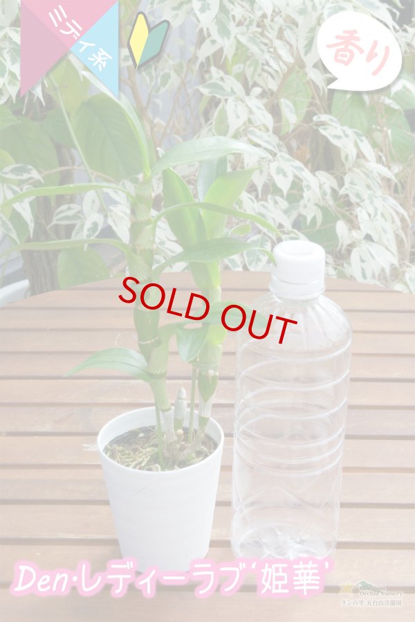 画像3: 【中〜小輪タイプの可愛いピンクのデンドロ】Den.Lady Love 'Himeka'（交配種）デンドロビウム　レディラブ '姫華'　 (3)