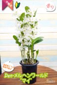 画像2: 【まるで綿菓子のような、優しい雰囲気の白系デンドロ】Den. Marchen  World  'Mai' （交配種）デンドロビウム　メルヘン ワールド  ‘マイ' (2)
