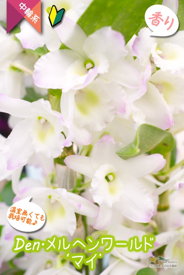 画像1: 【まるで綿菓子のような、優しい雰囲気の白系デンドロ】Den. Marchen  World  'Mai' （交配種）デンドロビウム　メルヘン ワールド  ‘マイ' (1)