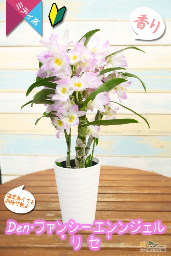 画像4: 【春色だね♫可愛らしい覆輪系デンドロ】Den. Fancy Angel  'Lycee'（交配種）デンドロビウム　ファンシーエンジェル ‘リセ’ (4)