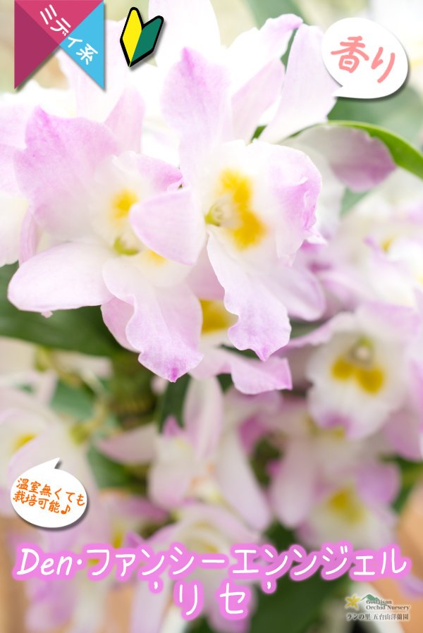画像2: 【春色だね♫可愛らしい覆輪系デンドロ】Den. Fancy Angel  'Lycee'（交配種）デンドロビウム　ファンシーエンジェル ‘リセ’ (2)