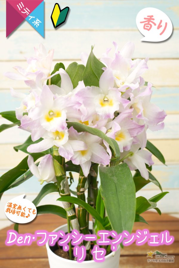 画像1: 【春色だね♫可愛らしい覆輪系デンドロ】Den. Fancy Angel  'Lycee'（交配種）デンドロビウム　ファンシーエンジェル ‘リセ’ (1)