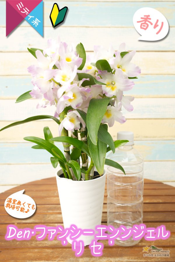 画像5: 【春色だね♫可愛らしい覆輪系デンドロ】Den. Fancy Angel  'Lycee'（交配種）デンドロビウム　ファンシーエンジェル ‘リセ’ (5)