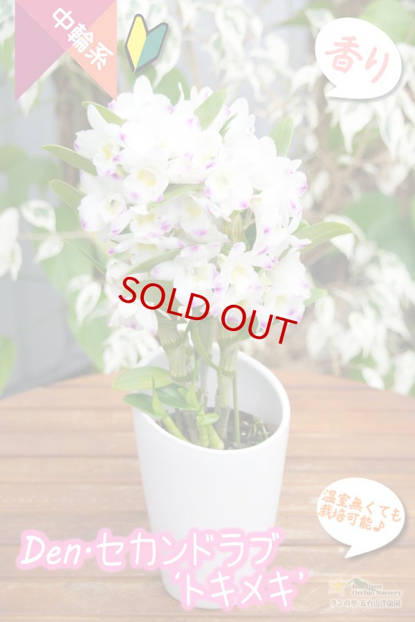 画像3: 【覆輪系色が映えるベストセラーデンドロ】Den. Second Love 'Tokimeki' (交配種)デンドロビウム セカンドラブ ‘トキメキ’ (3)