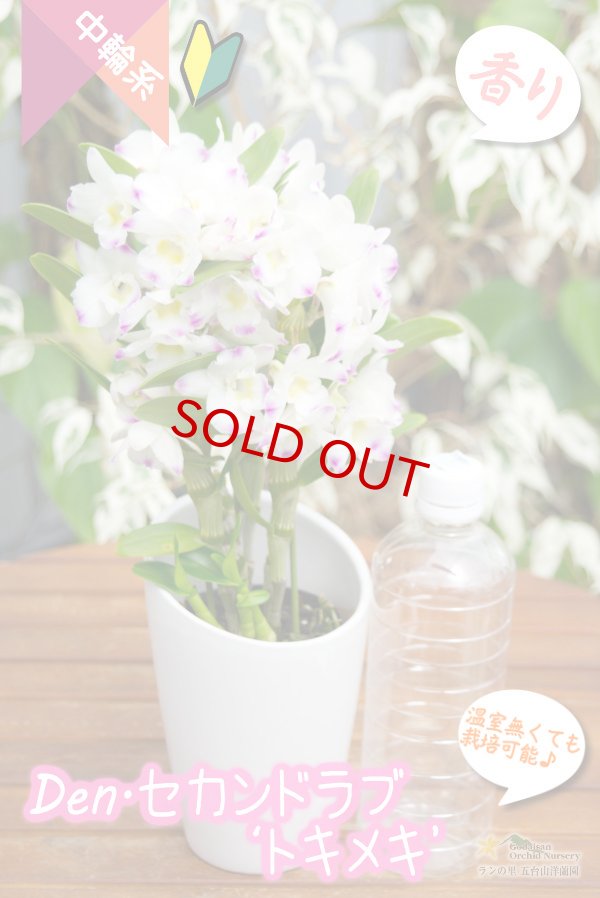 画像4: 【覆輪系色が映えるベストセラーデンドロ】Den. Second Love 'Tokimeki' (交配種)デンドロビウム セカンドラブ ‘トキメキ’ (4)