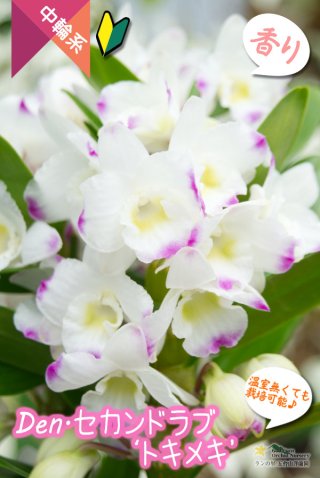 初回限定】 華やか芳香5種(胡蝶蘭/香水/イランイラン/花筏/和