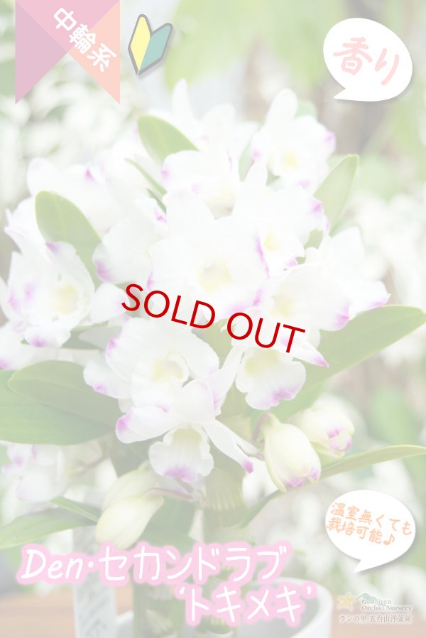 画像2: 【覆輪系色が映えるベストセラーデンドロ】Den. Second Love 'Tokimeki' (交配種)デンドロビウム セカンドラブ ‘トキメキ’ (2)