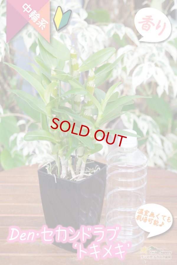 画像5: 【覆輪系色が映えるベストセラーデンドロ】Den. Second Love 'Tokimeki' (交配種)デンドロビウム セカンドラブ ‘トキメキ’ (5)