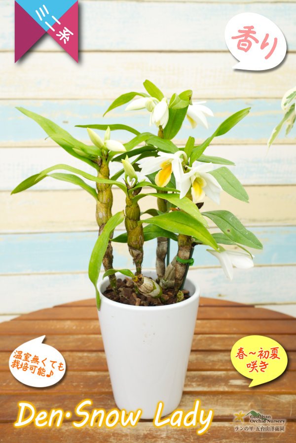 画像8: 【初夏に咲く艶のある白色デンドロ・色変も楽しめる】Den.Snow Lady（交配種）デンドロビウム　スノーレディー (8)