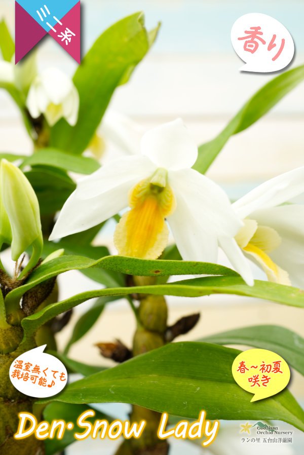 画像3: 【初夏に咲く艶のある白色デンドロ・色変も楽しめる】Den.Snow Lady（交配種）デンドロビウム　スノーレディー (3)