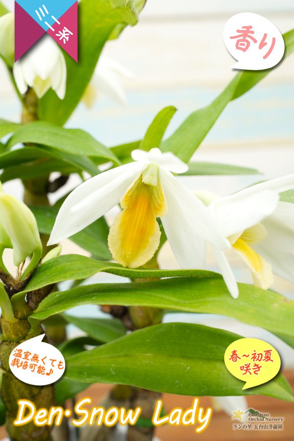 画像1: 【初夏に咲く艶のある白色デンドロ・色変も楽しめる】Den.Snow Lady（交配種）デンドロビウム　スノーレディー (1)