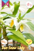 画像2: 【初夏に咲く艶のある白色デンドロ・色変も楽しめる】Den.Snow Lady（交配種）デンドロビウム　スノーレディー (2)