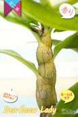 画像7: 【初夏に咲く艶のある白色デンドロ・色変も楽しめる】Den.Snow Lady（交配種）デンドロビウム　スノーレディー (7)
