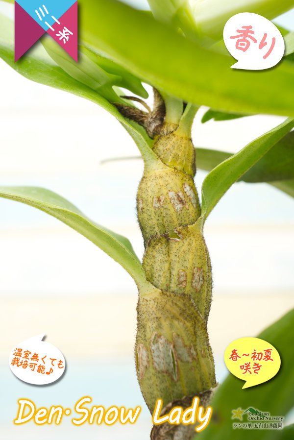 画像7: 【初夏に咲く艶のある白色デンドロ・色変も楽しめる】Den.Snow Lady（交配種）デンドロビウム　スノーレディー (7)