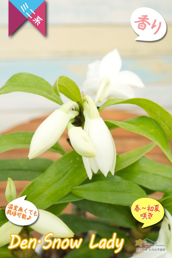画像6: 【初夏に咲く艶のある白色デンドロ・色変も楽しめる】Den.Snow Lady（交配種）デンドロビウム　スノーレディー (6)