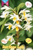 画像4: 【初夏に咲く艶のある白色デンドロ・色変も楽しめる】Den.Snow Lady（交配種）デンドロビウム　スノーレディー (4)