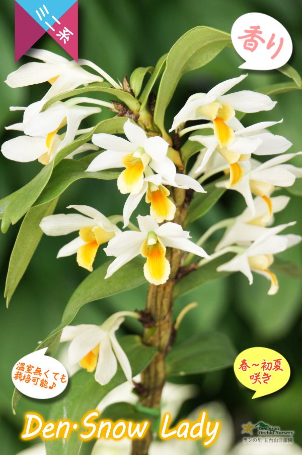 画像4: 【初夏に咲く艶のある白色デンドロ・色変も楽しめる】Den.Snow Lady（交配種）デンドロビウム　スノーレディー (4)