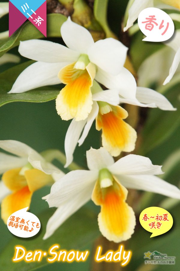 画像5: 【初夏に咲く艶のある白色デンドロ・色変も楽しめる】Den.Snow Lady（交配種）デンドロビウム　スノーレディー (5)