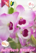 画像3: 【華やか♫明るい紫色の覆輪系デンドロ】Den. 'Sweet  Candy'（交配種）デンドロビウム　スウィート  キャンディー (3)