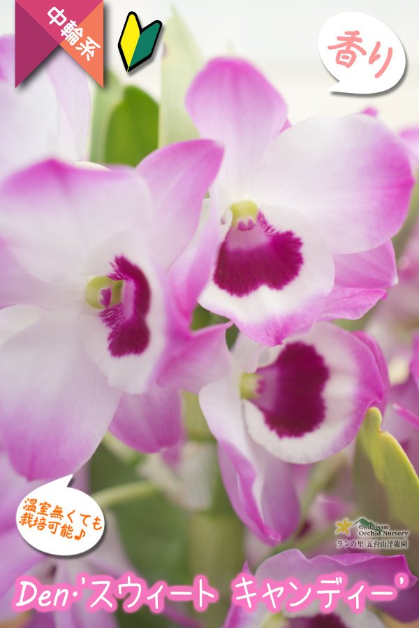 画像3: 【華やか♫明るい紫色の覆輪系デンドロ】Den. 'Sweet  Candy'（交配種）デンドロビウム　スウィート  キャンディー (3)
