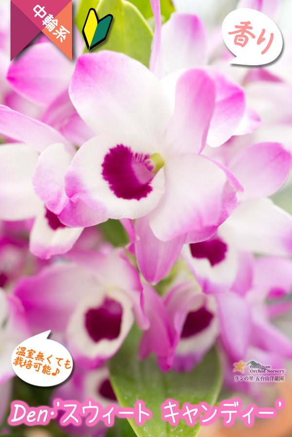 画像2: 【華やか♫明るい紫色の覆輪系デンドロ】Den. 'Sweet  Candy'（交配種）デンドロビウム　スウィート  キャンディー (2)